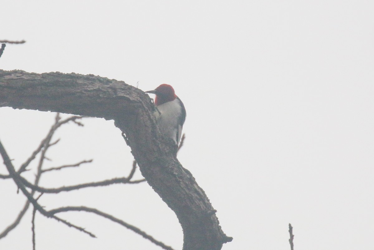 Red-headed Woodpecker - ML645608210