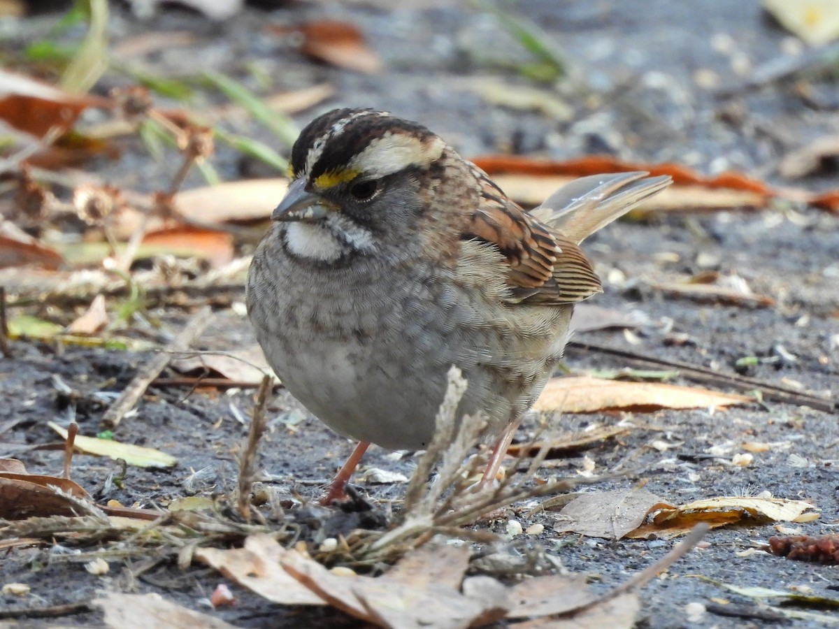 White-throated Sparrow - ML645608212