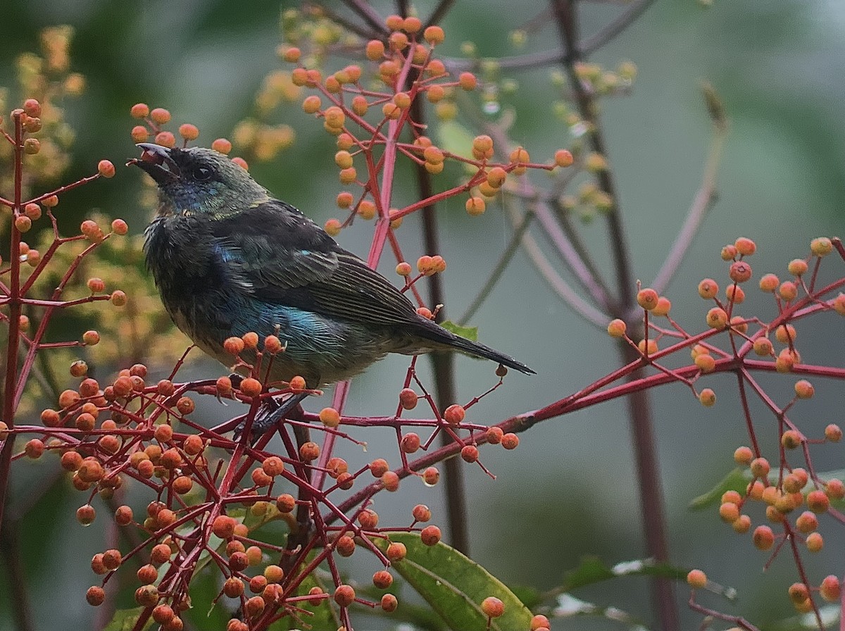Golden-hooded Tanager - ML645608216