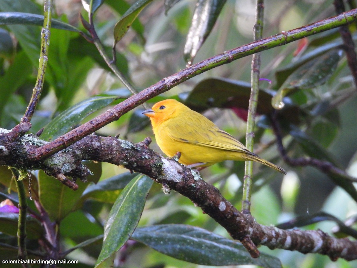 Saffron Finch - ML645608217