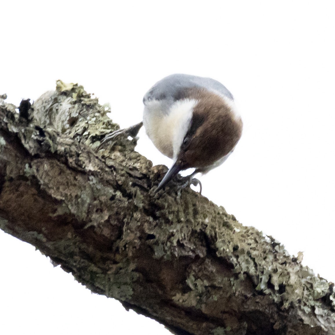 Brown-headed Nuthatch - ML645608219