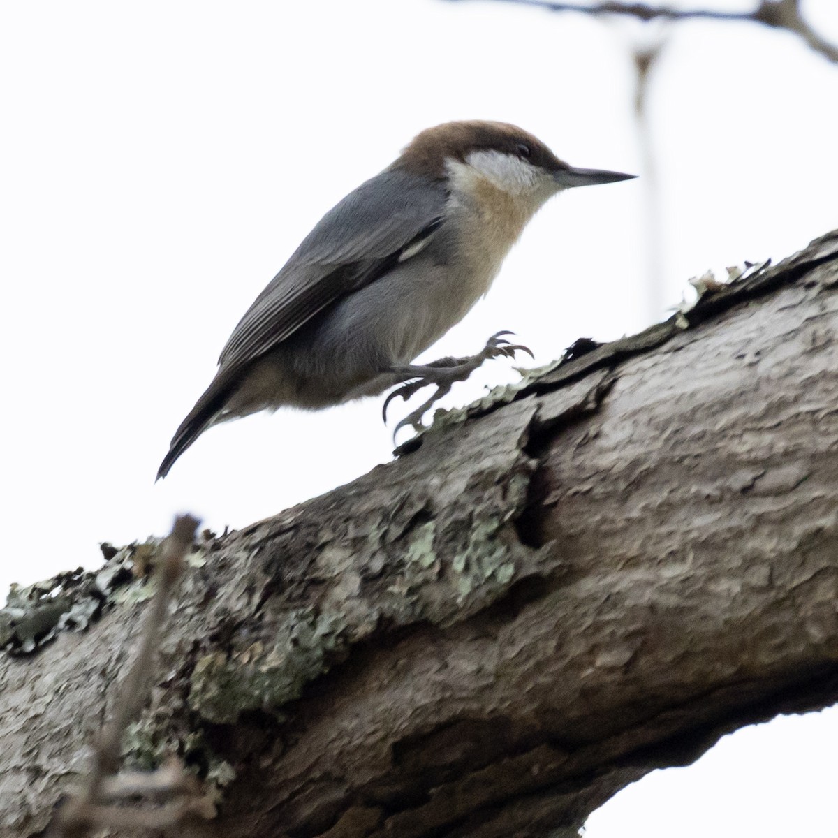 Brown-headed Nuthatch - ML645608220
