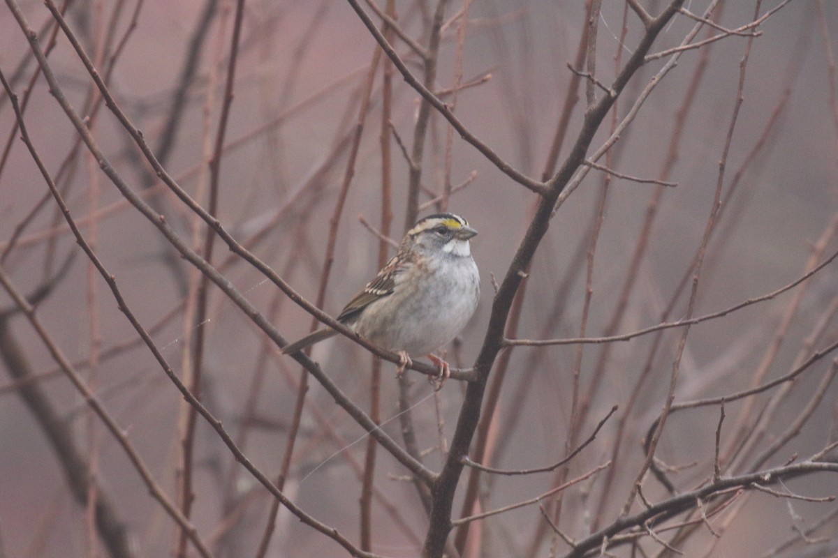 White-throated Sparrow - ML645608225