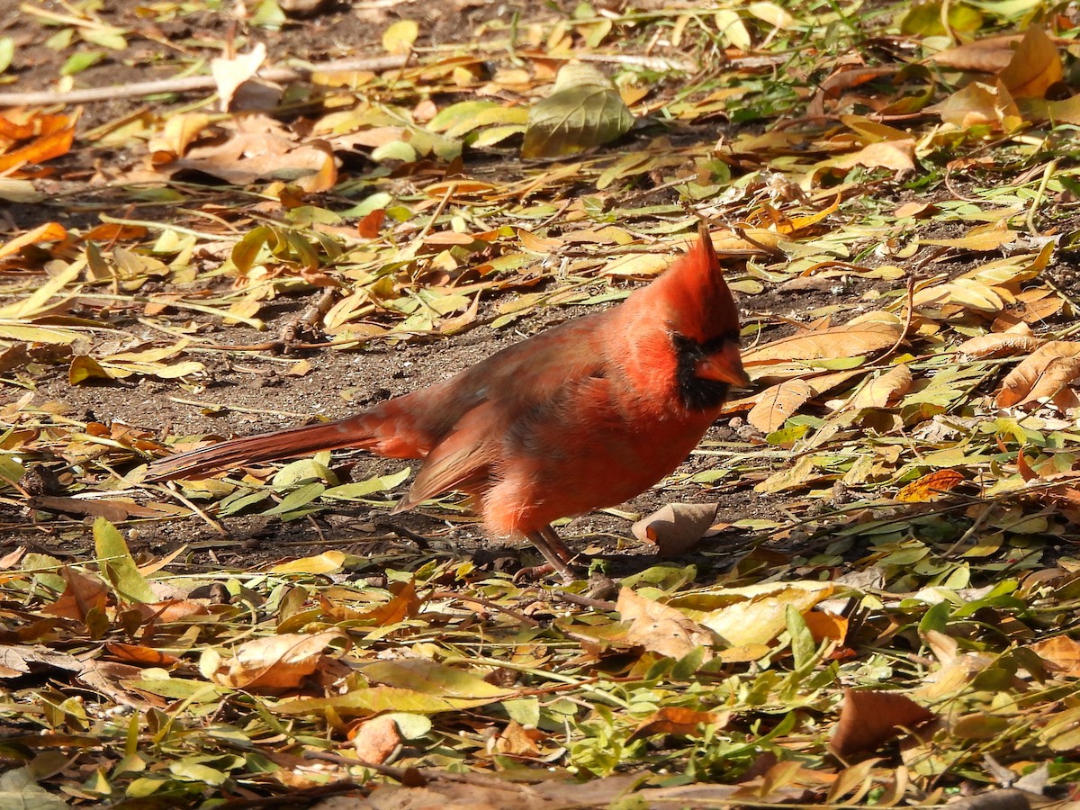 Northern Cardinal - ML645608227
