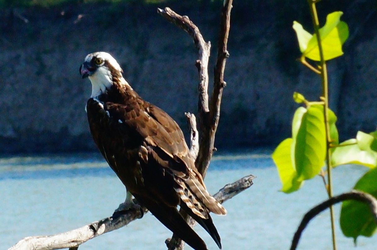 Osprey - ML645608228