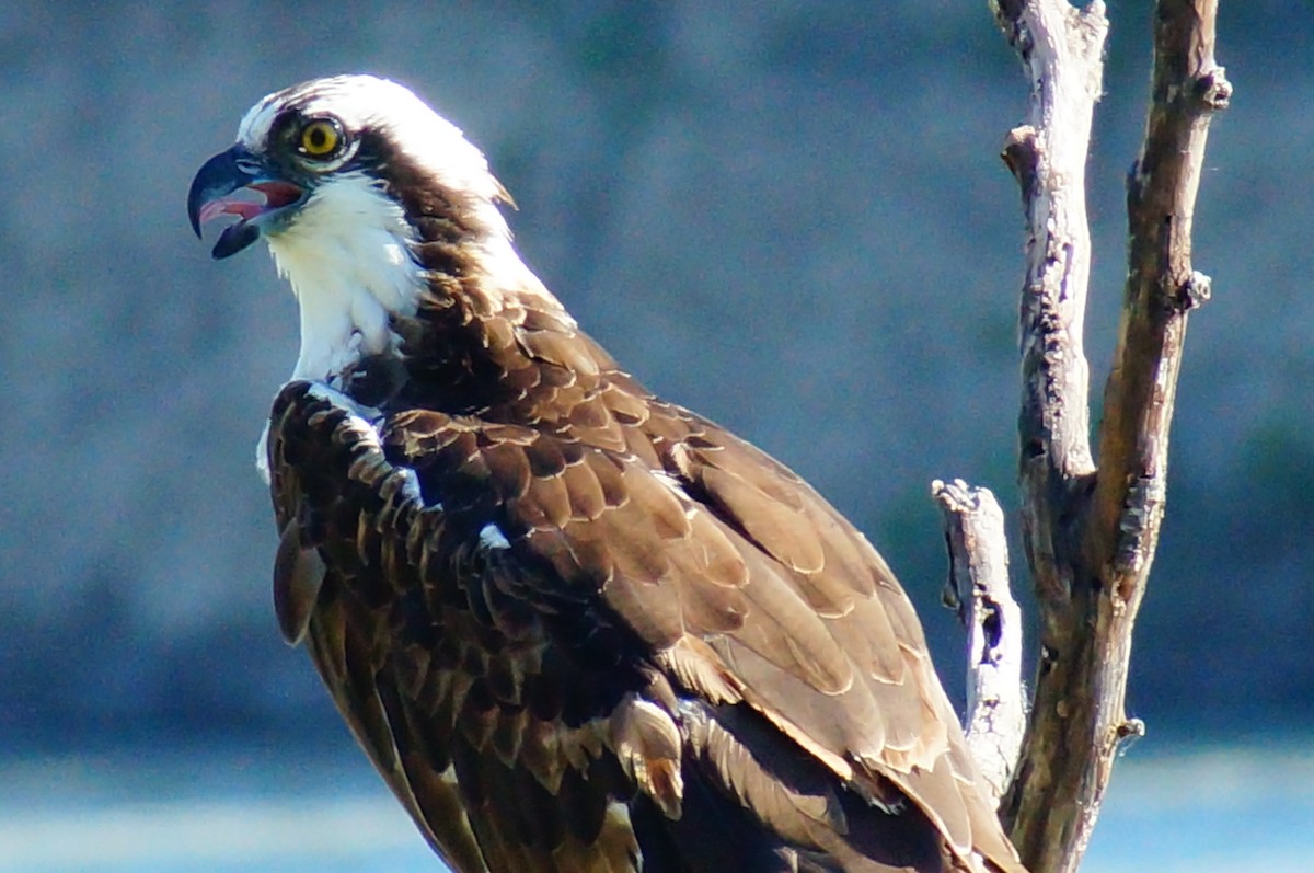 Osprey - ML645608229