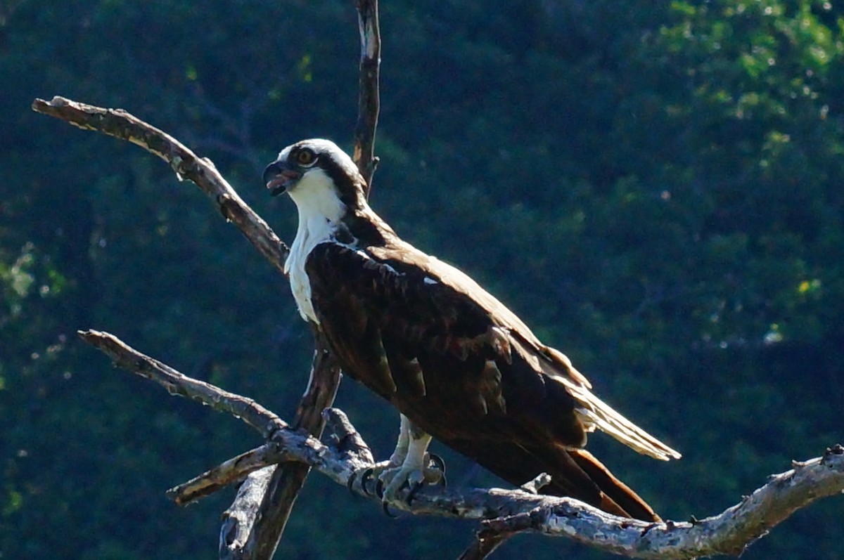 Osprey - ML645608230