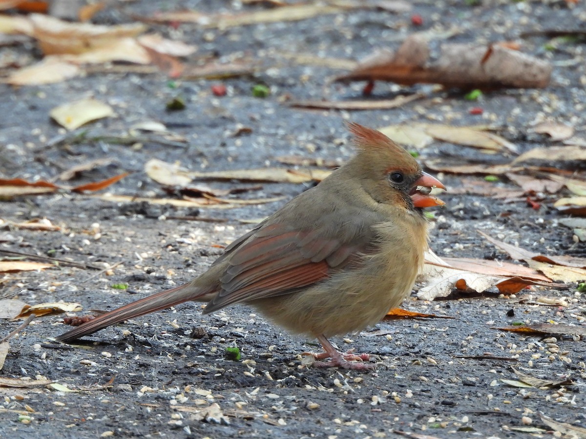 Northern Cardinal - ML645608231