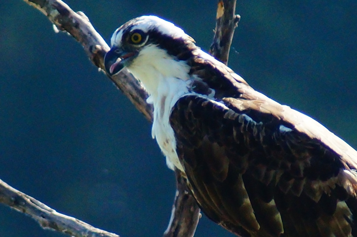 Osprey - ML645608232