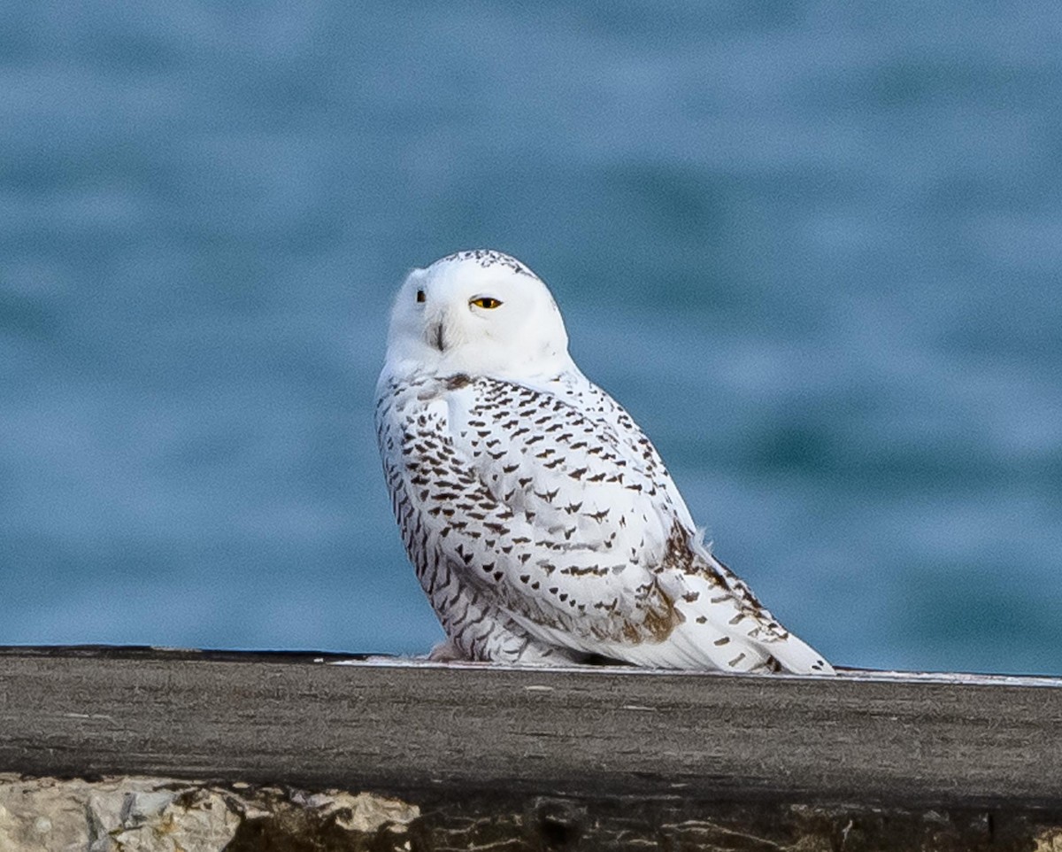 לילית שלג - ML645608235