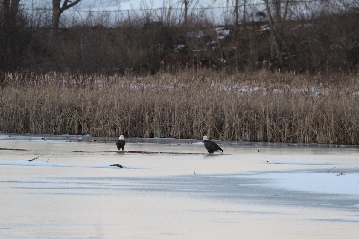 Bald Eagle - ML645608238