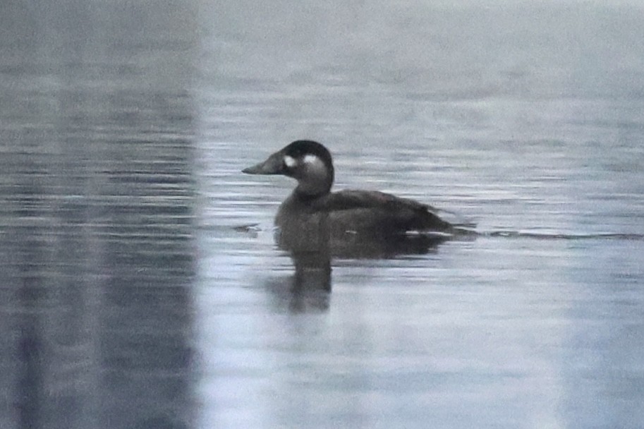 Surf Scoter - ML645608239