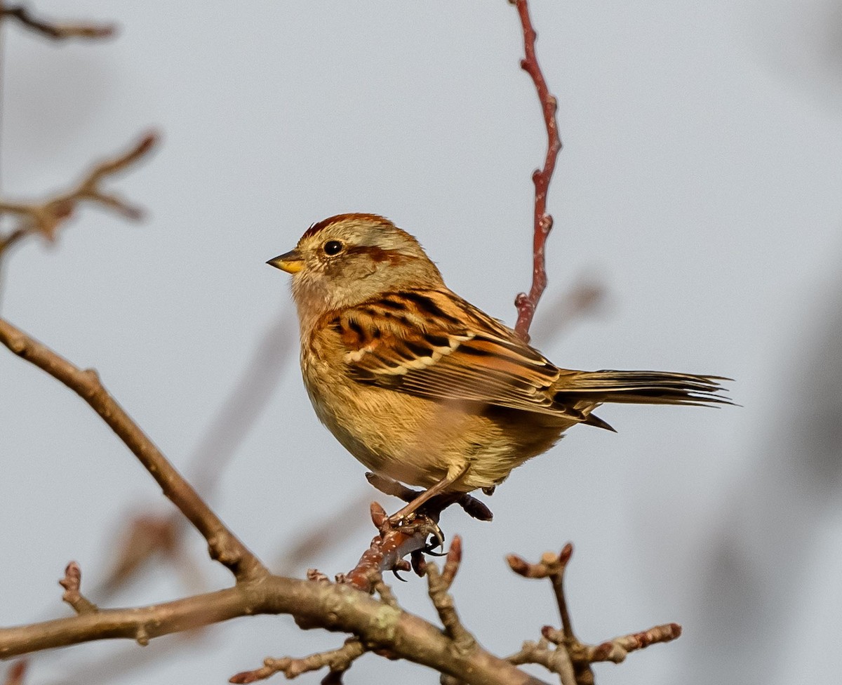 American Tree Sparrow - ML645608240