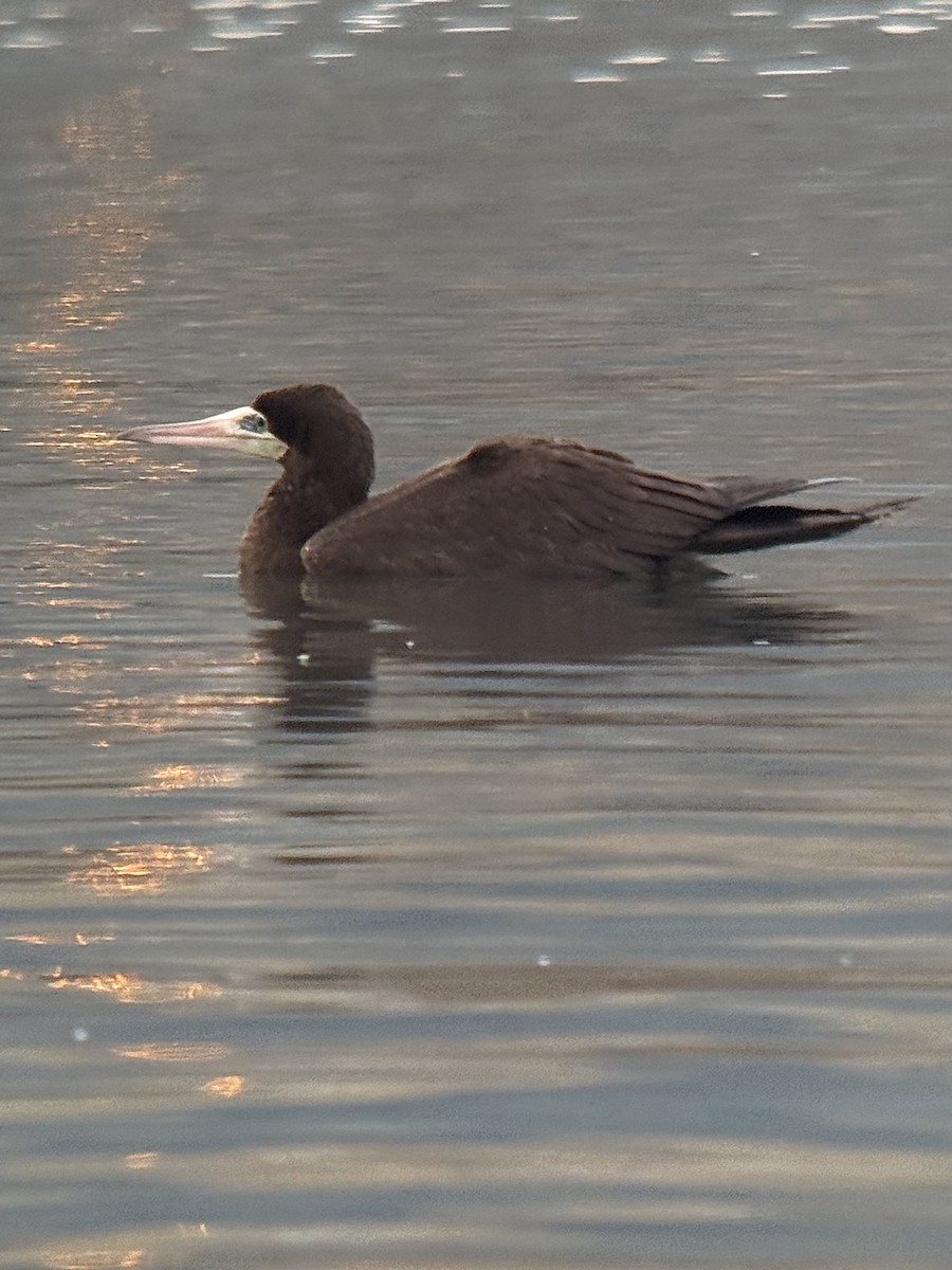 灰頭鰹鳥 - ML645608241