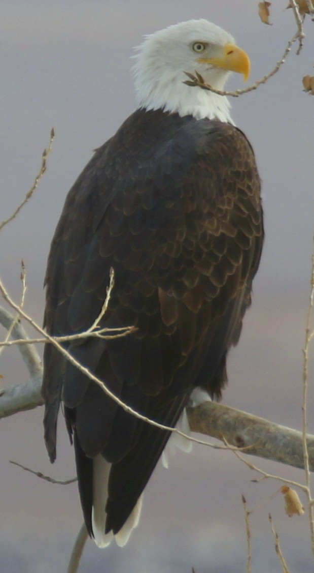 Bald Eagle - ML645608245
