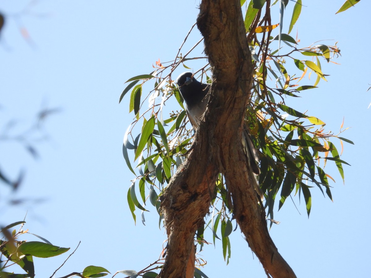Black-faced Cuckooshrike - ML645608247
