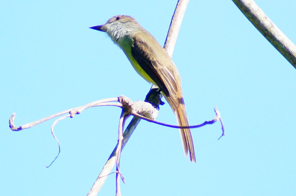 Dusky-capped Flycatcher - ML645608252
