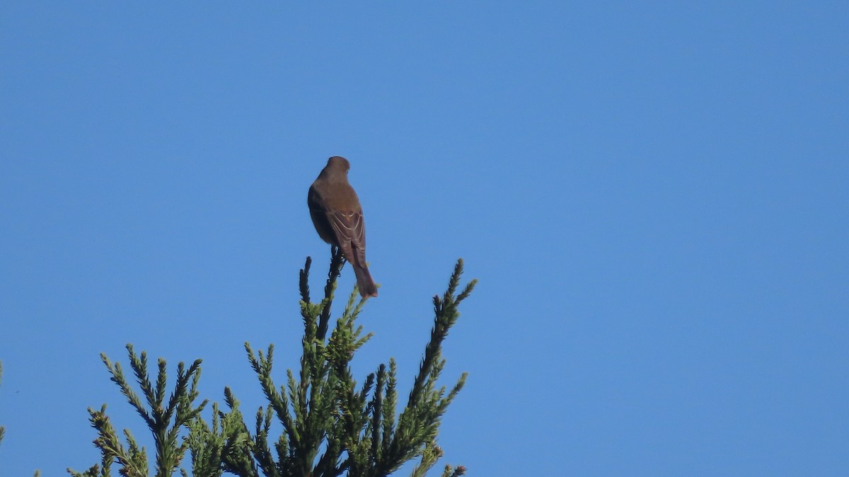 Blue-fronted Redstart - ML645608253