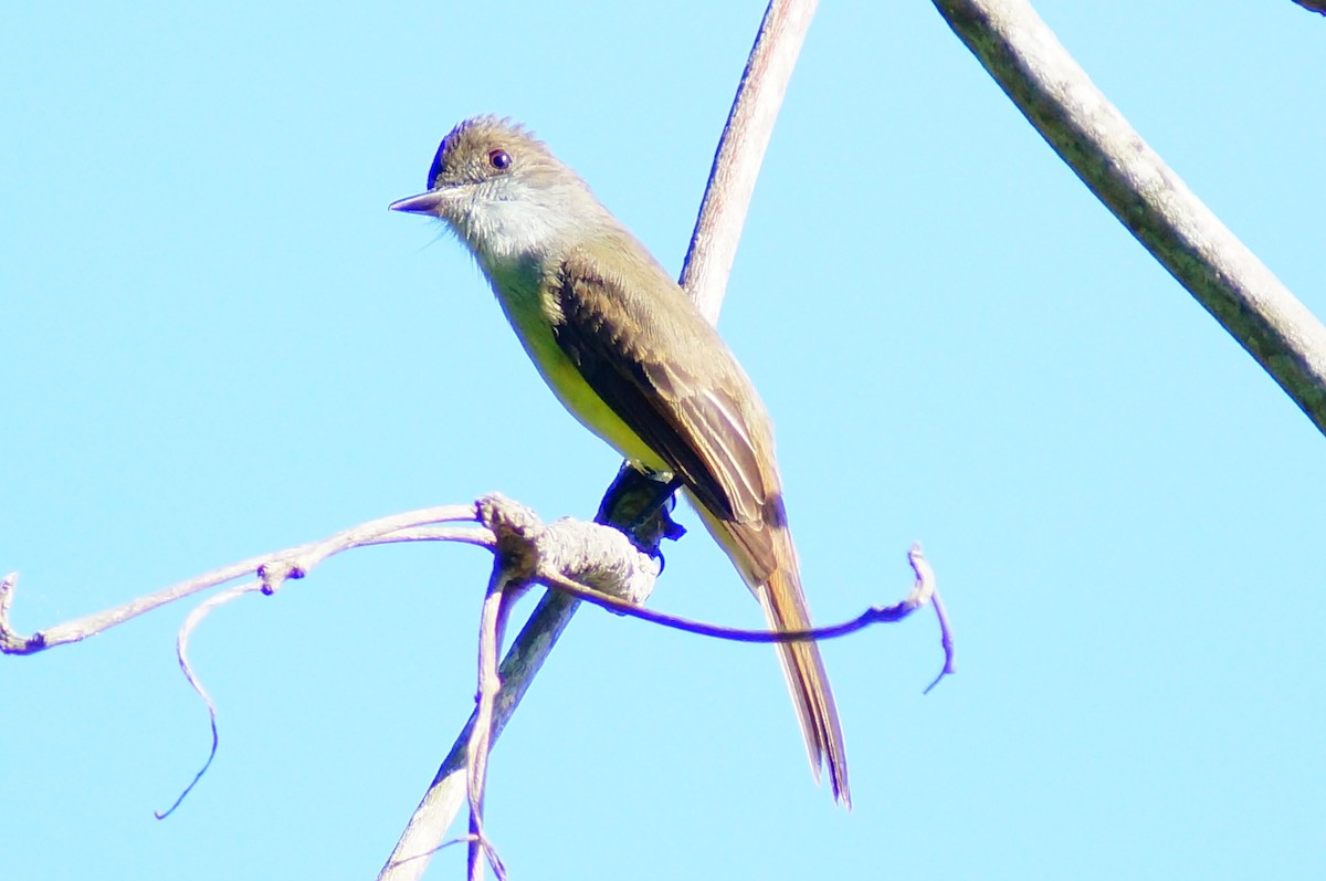 Dusky-capped Flycatcher - ML645608254
