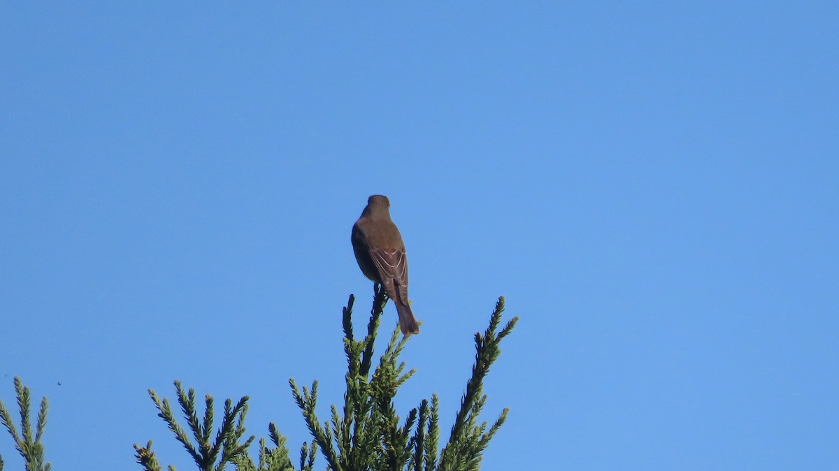 Blue-fronted Redstart - ML645608255