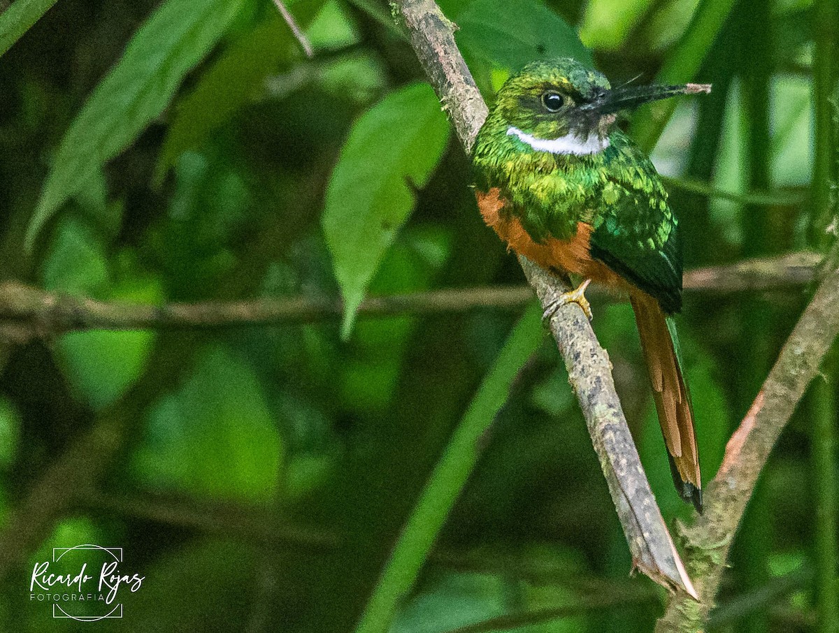 Rufous-tailed Jacamar - ML645608256