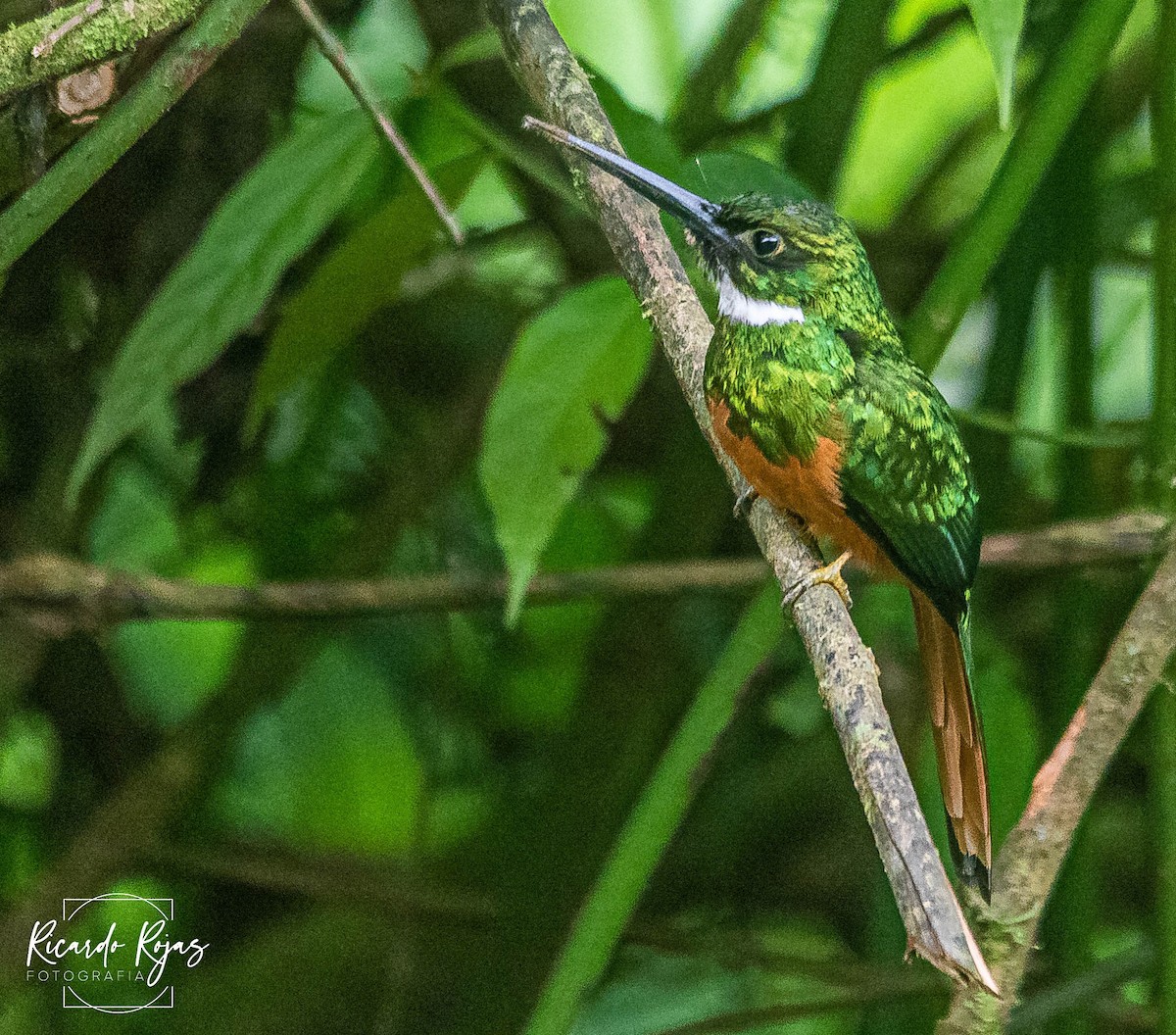 Rufous-tailed Jacamar - ML645608257