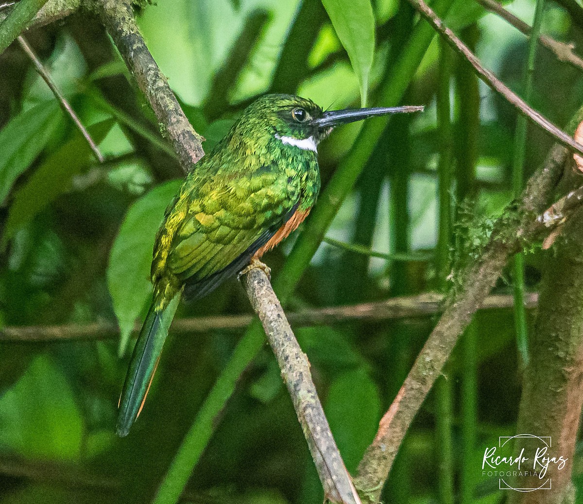 Rufous-tailed Jacamar - ML645608258