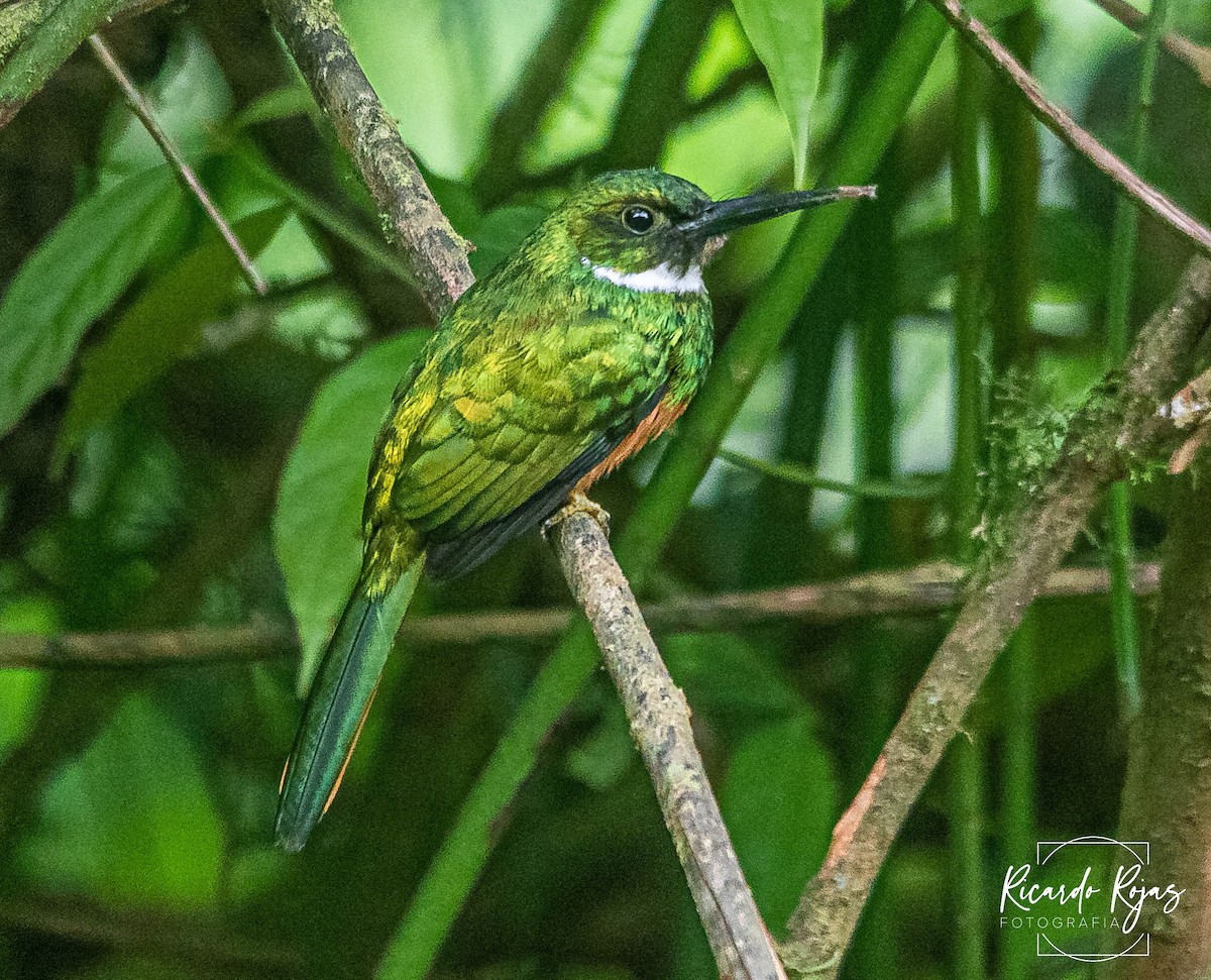 Rufous-tailed Jacamar - ML645608259