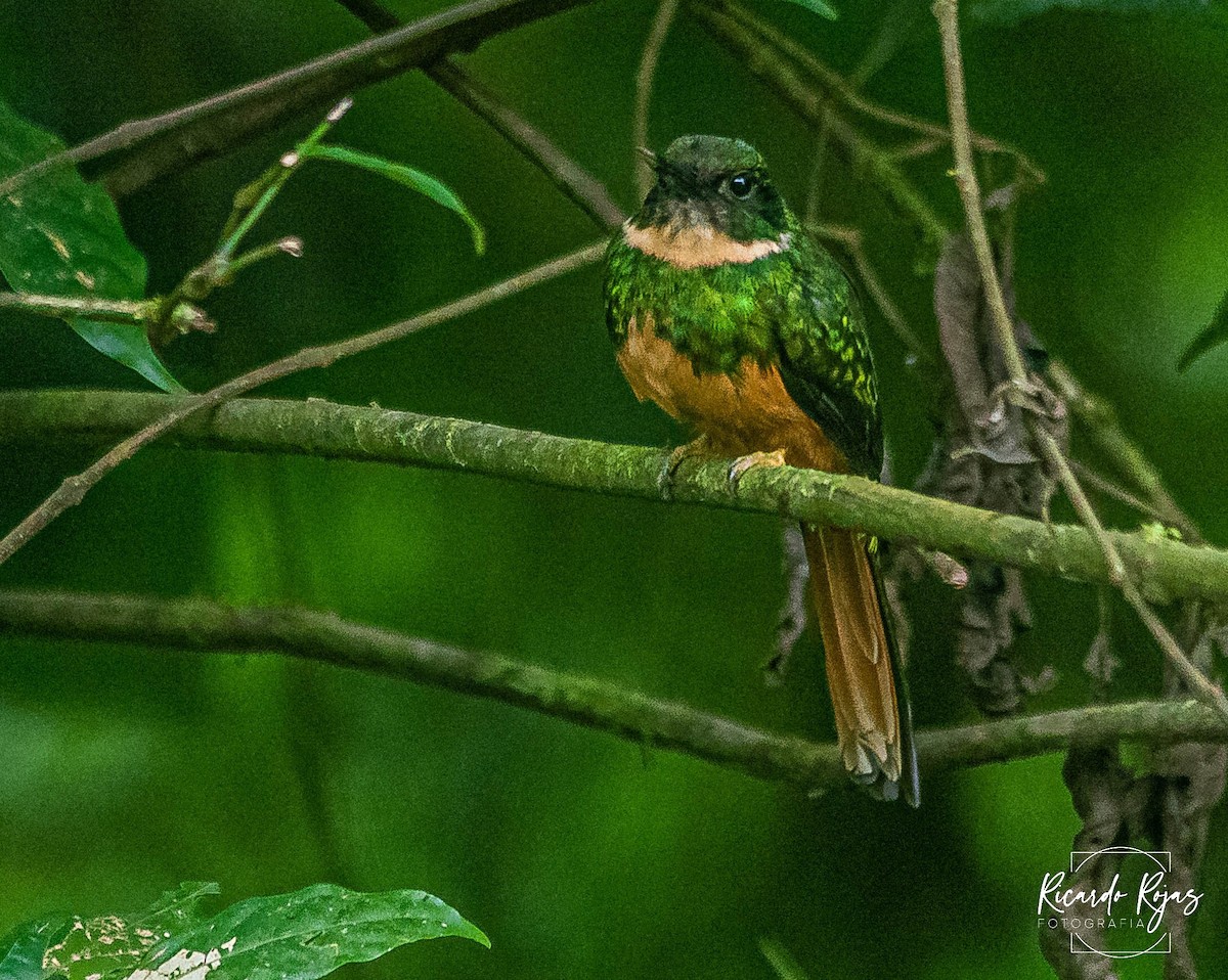 Rufous-tailed Jacamar - ML645608260