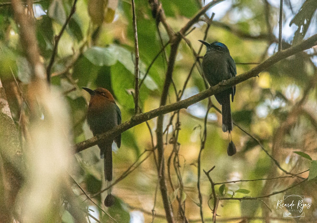 Keel-billed Motmot - ML645608264