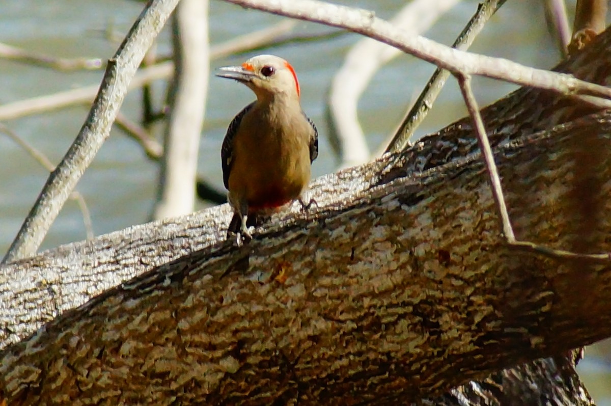 Golden-fronted Woodpecker - ML645608268