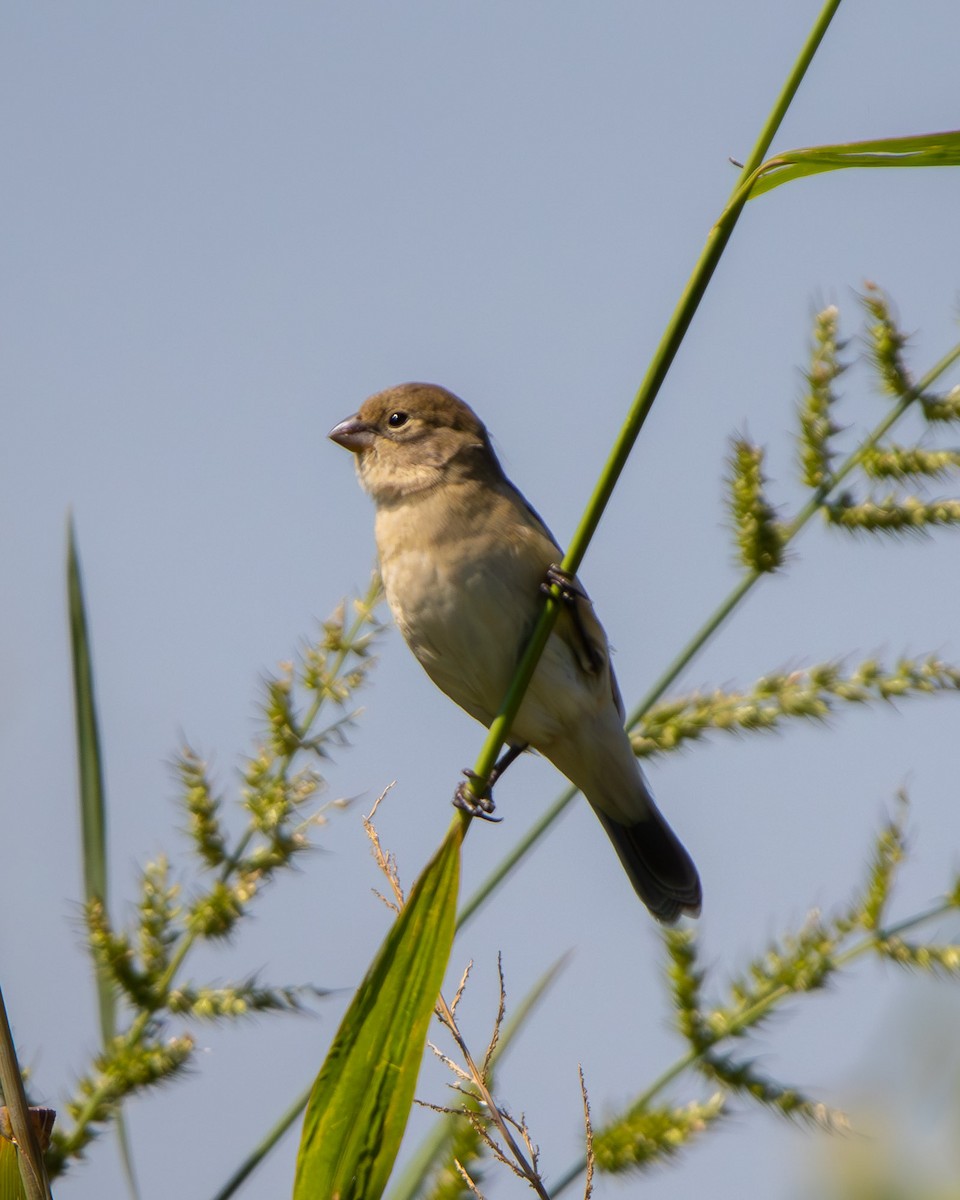 Sporophila sp. - ML645608269