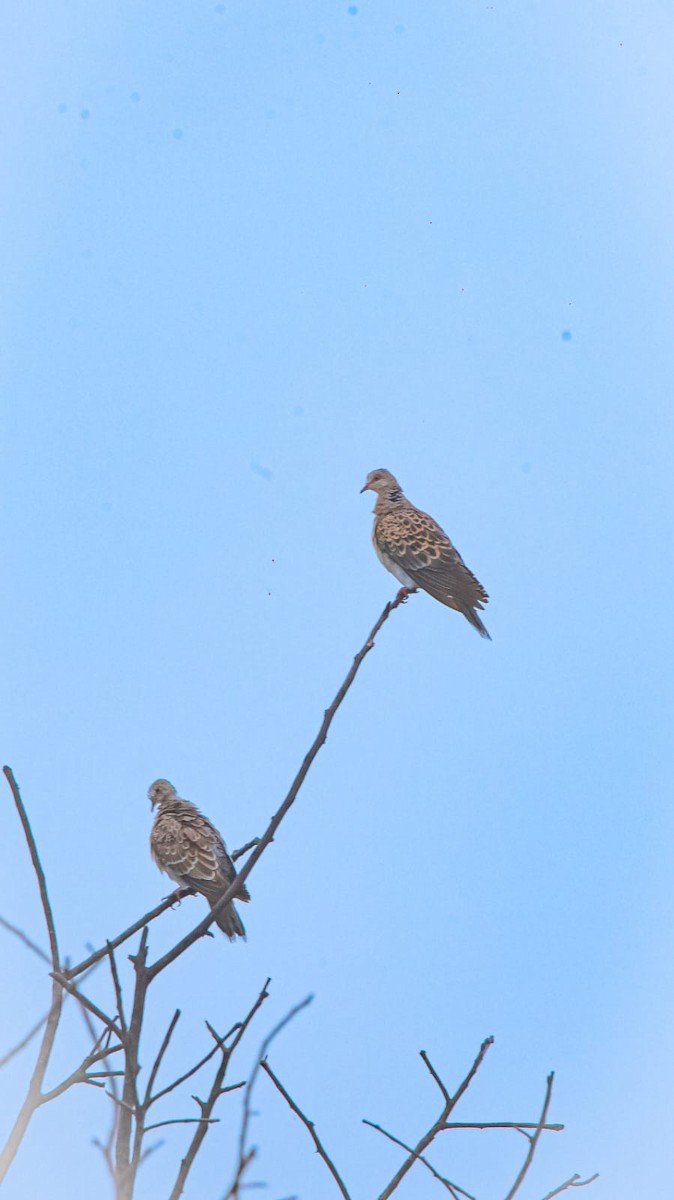 Oriental Turtle-Dove - ML645608276
