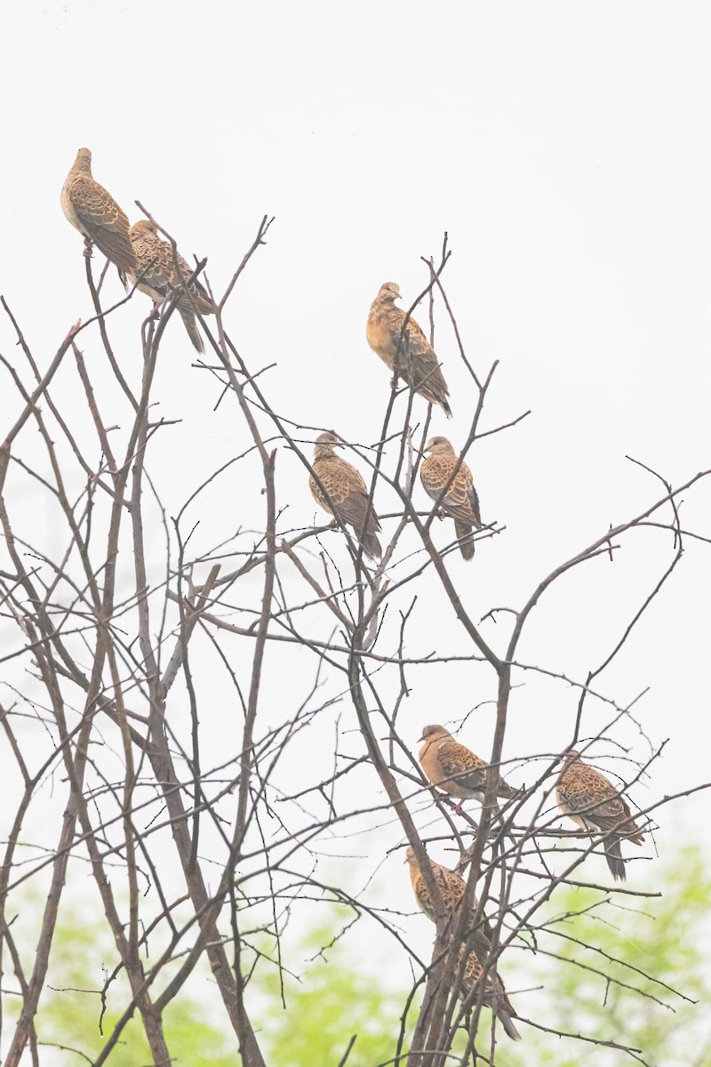 Oriental Turtle-Dove - ML645608277