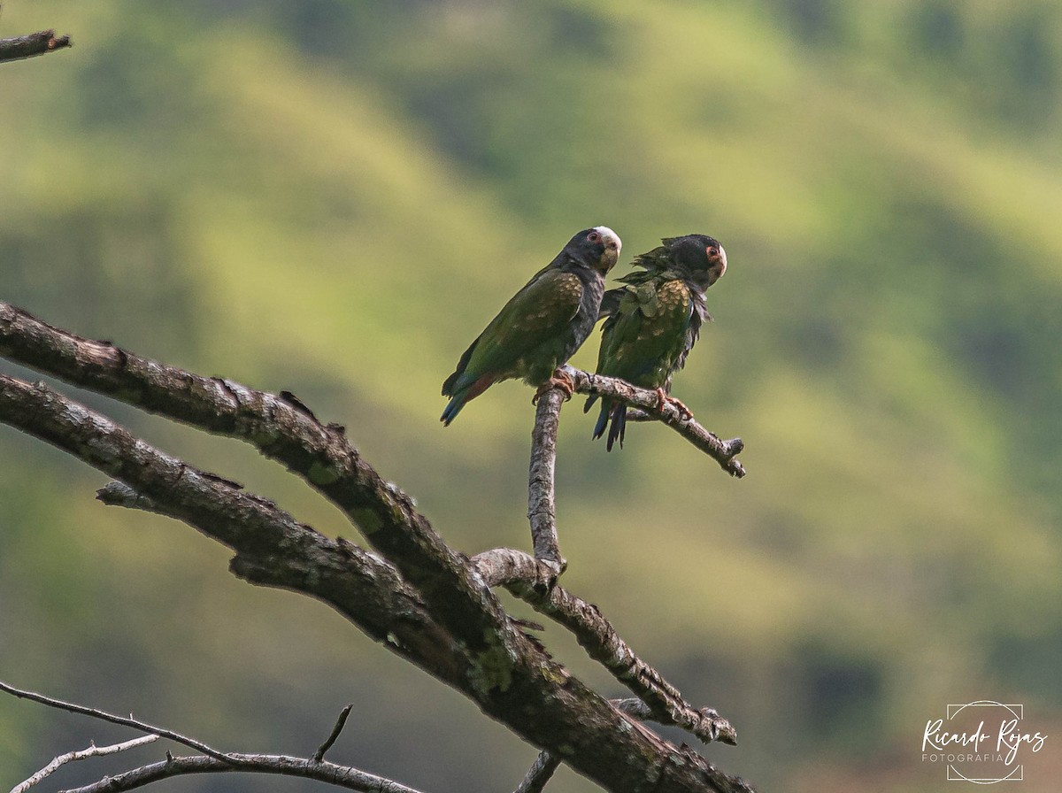 White-crowned Parrot - ML645608278