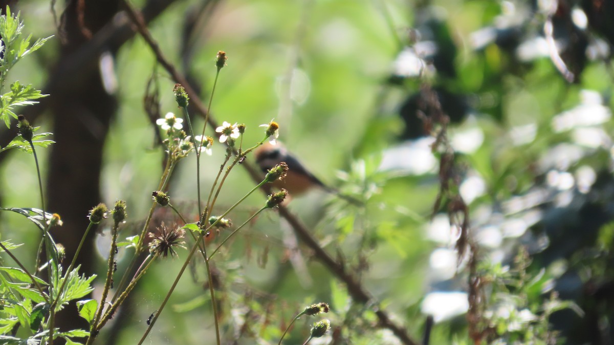 Black-throated Tit - ML645608282
