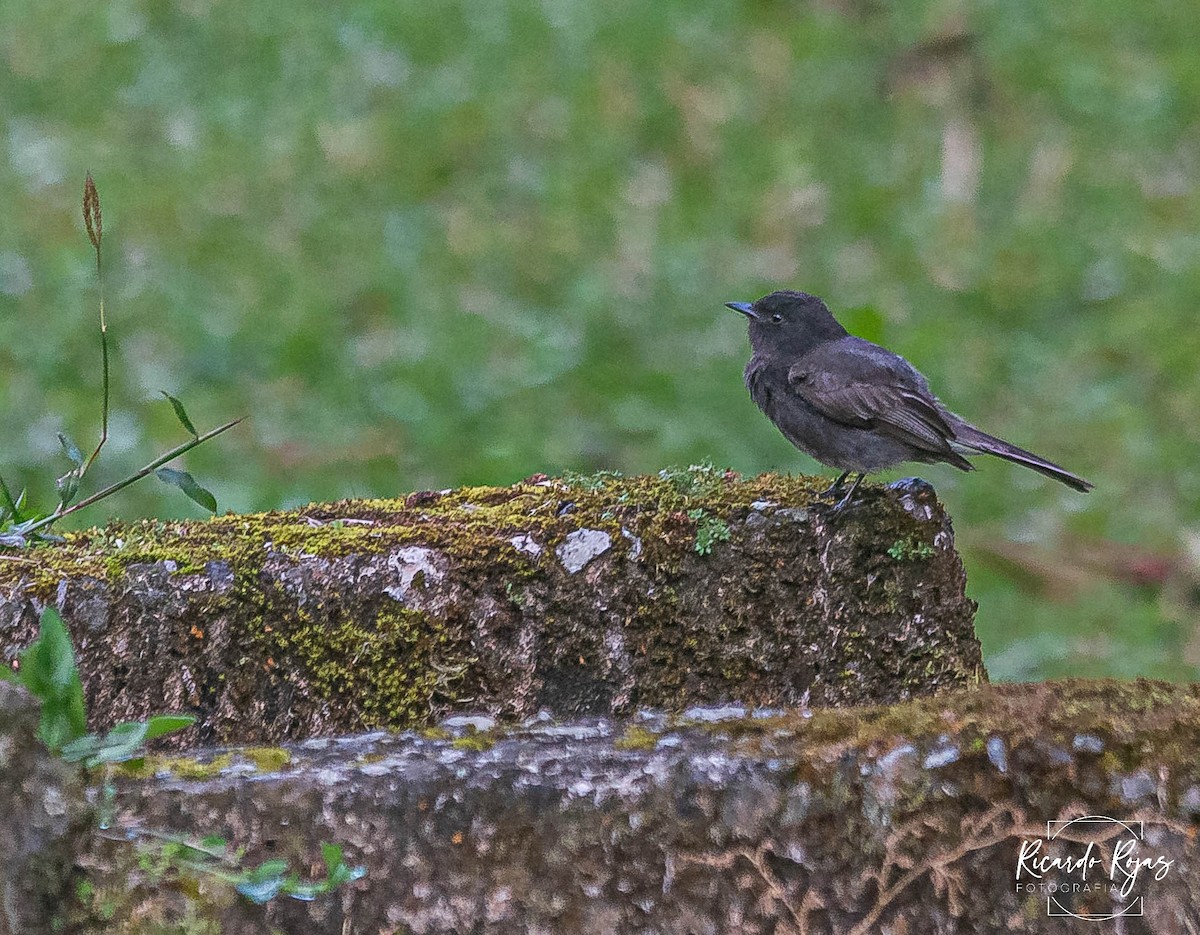 Black Phoebe - ML645608284