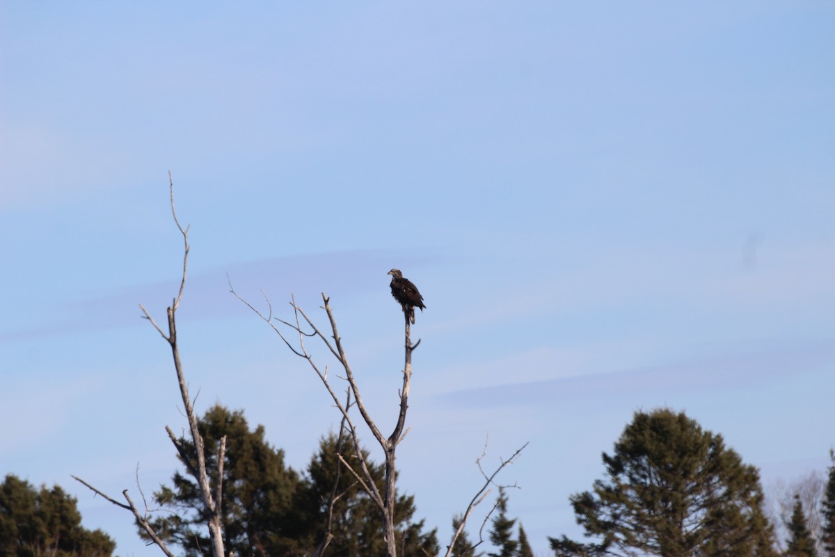 Bald Eagle - ML645608290