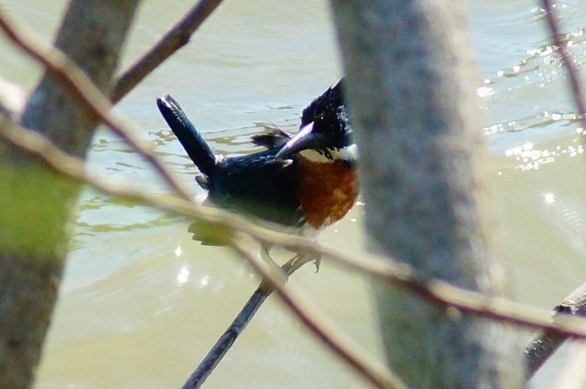 Green Kingfisher - ML645608293