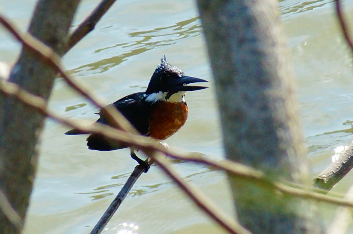 Green Kingfisher - ML645608294