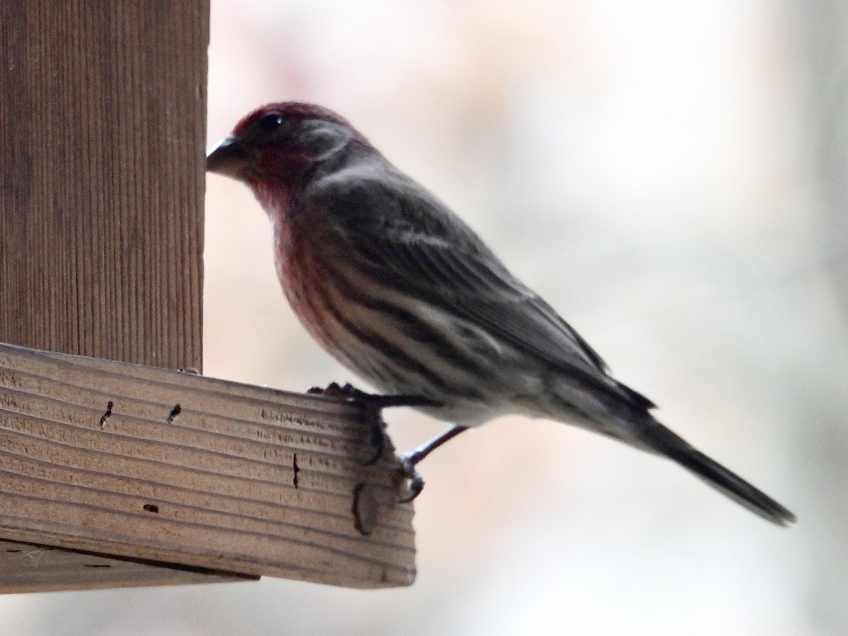 House Finch - ML645608295