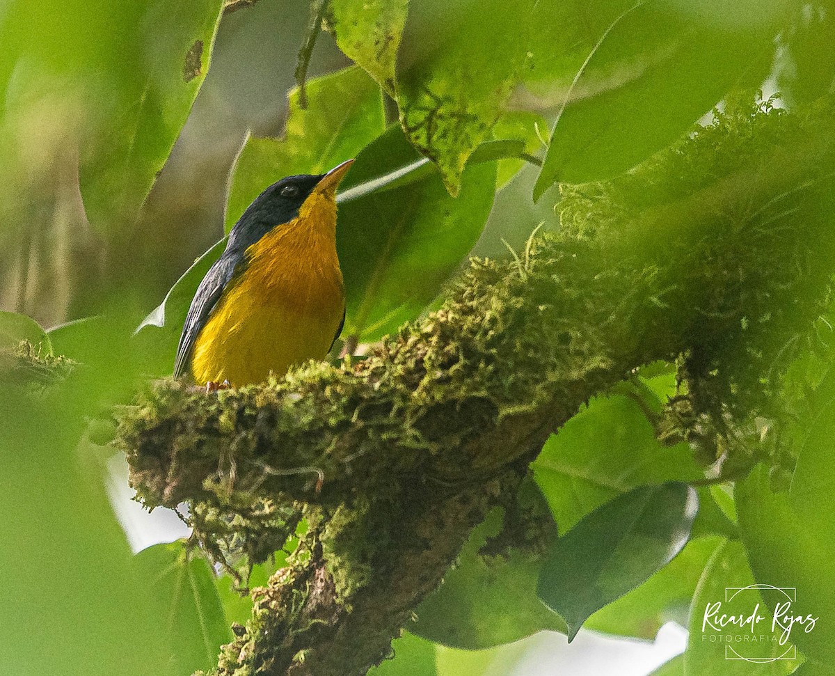 Tropical Parula - ML645608299