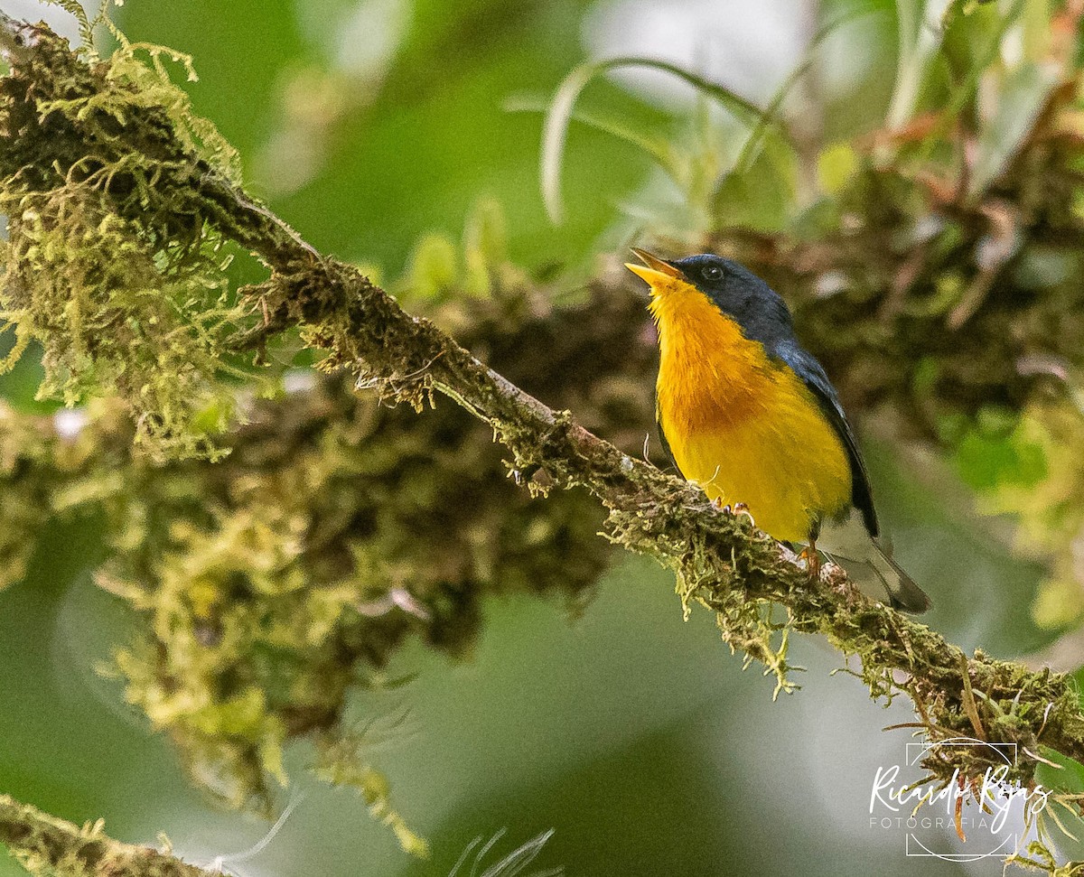 Tropical Parula - ML645608300