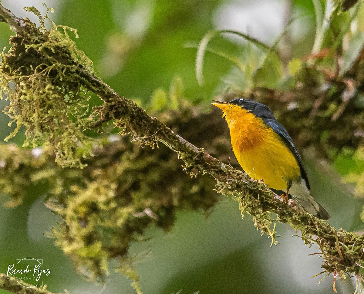 Tropical Parula - ML645608301