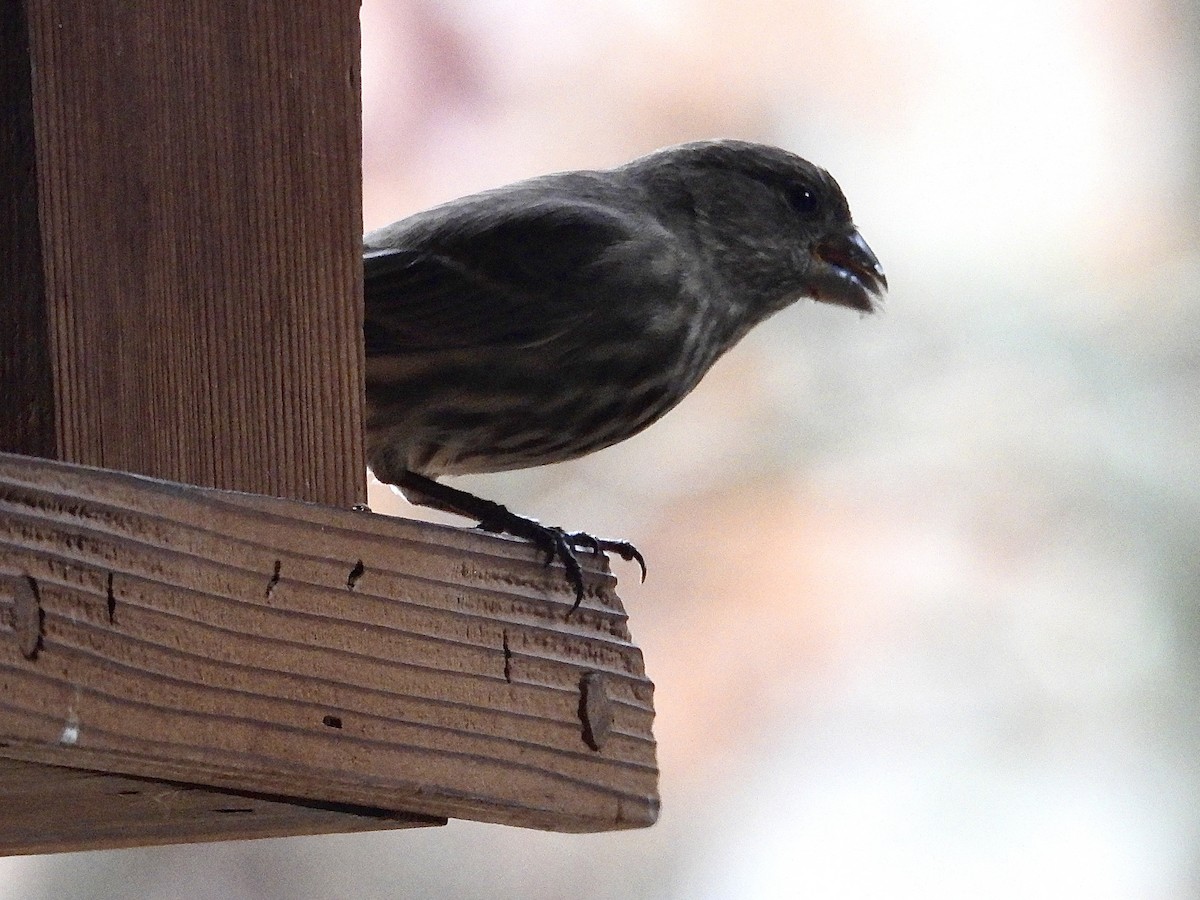 House Finch - ML645608303