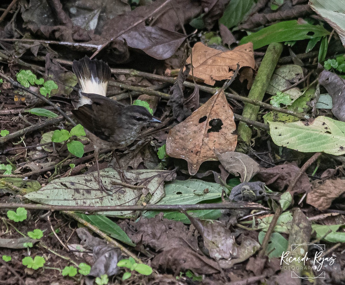 Buff-rumped Warbler - ML645608304