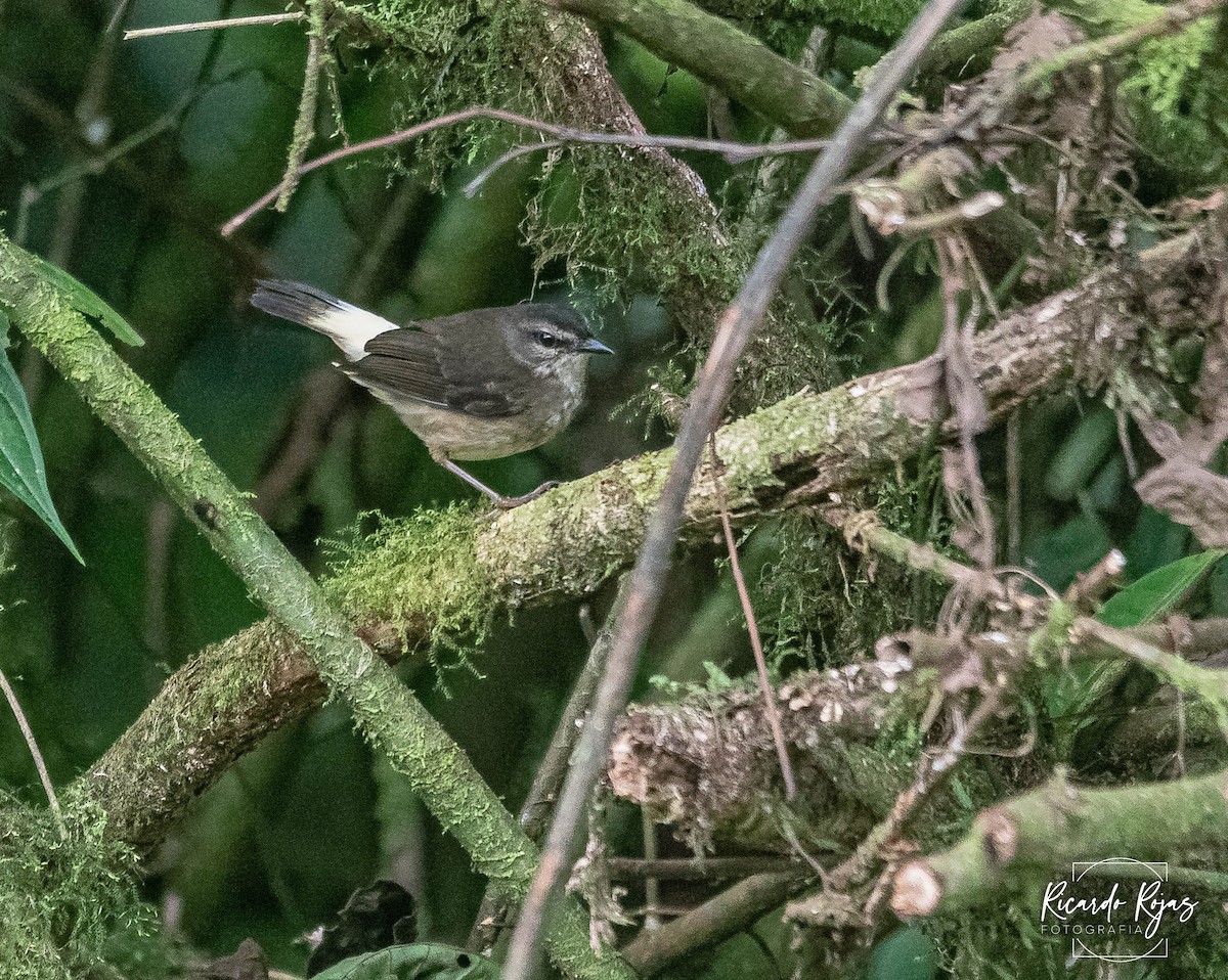 Buff-rumped Warbler - ML645608305