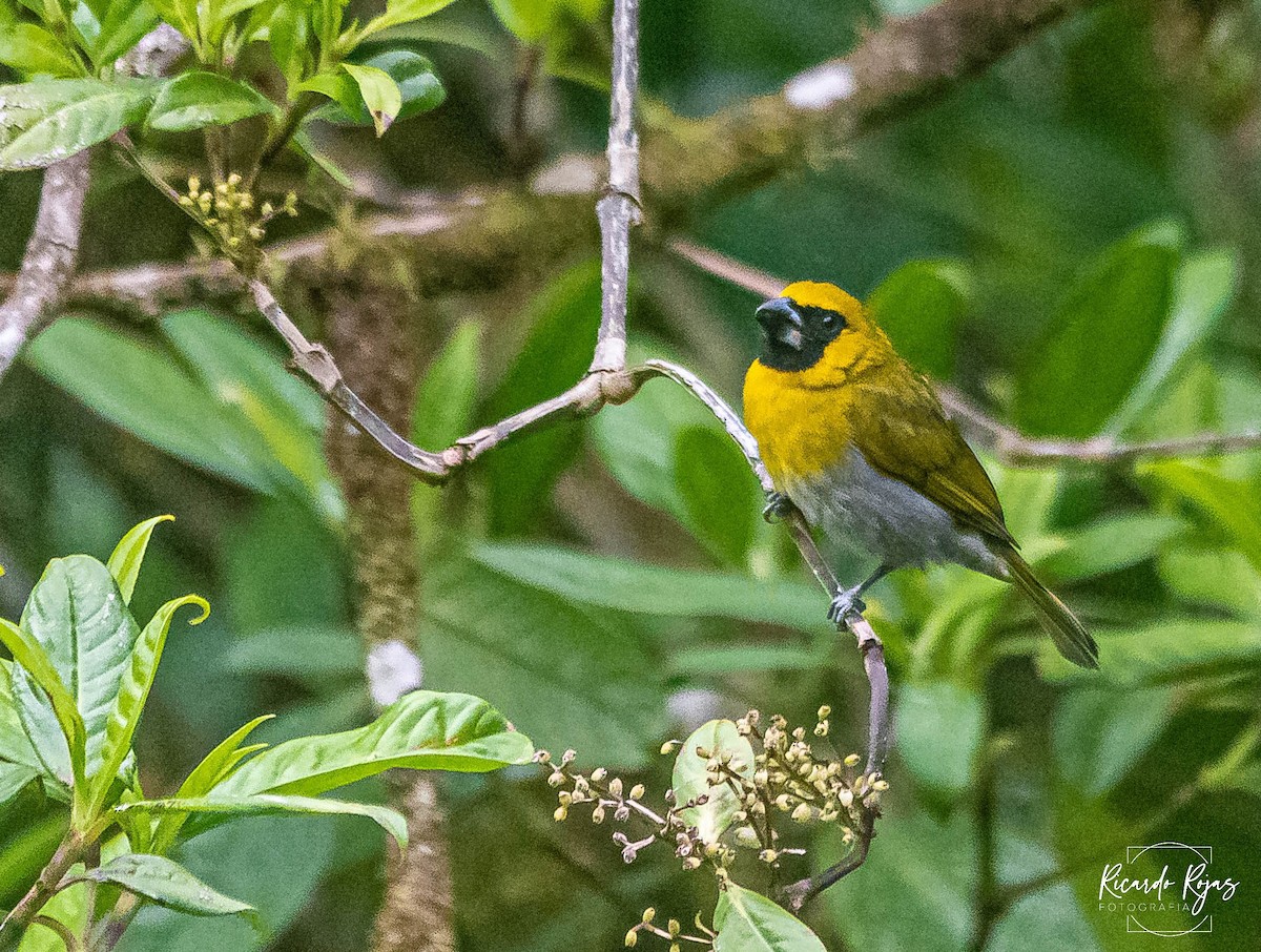 Black-faced Grosbeak - ML645608312