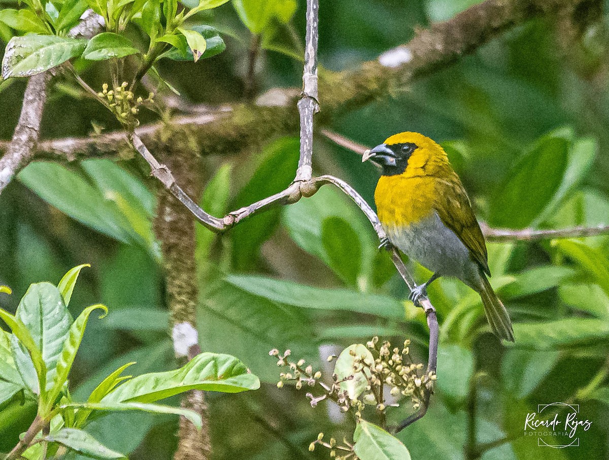 Black-faced Grosbeak - ML645608313