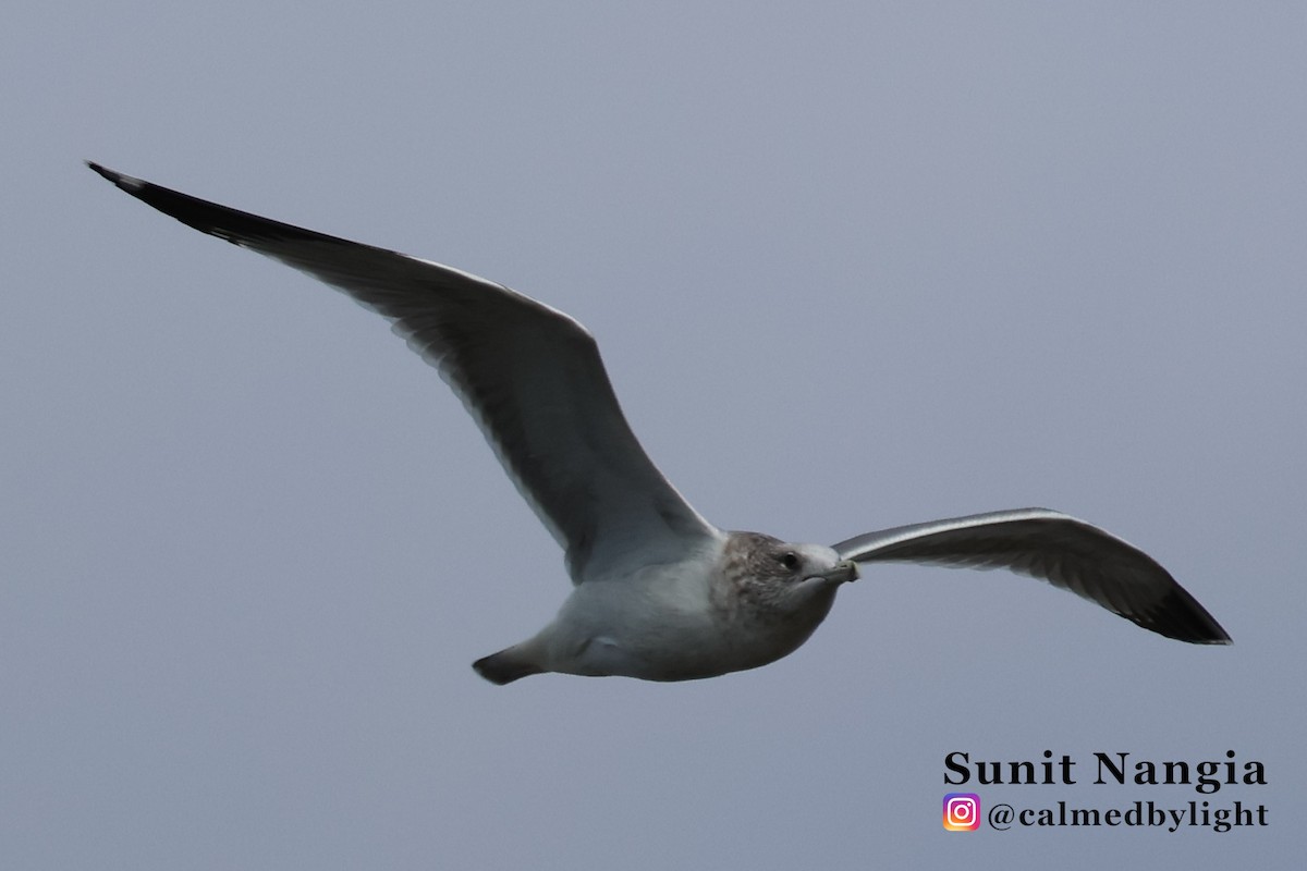California Gull - ML645608321